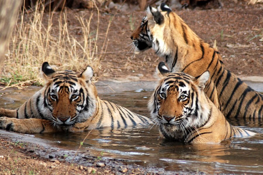 Rajasthan Wildlife and Cultural Tour