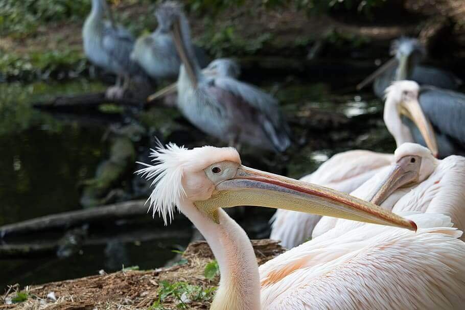 Karnataka Wild Adventure Tour