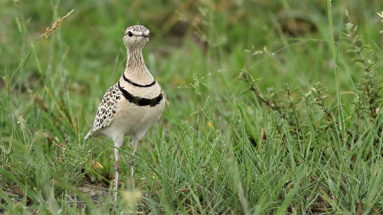 Gorumara & Jaldapara Wildlife Tour