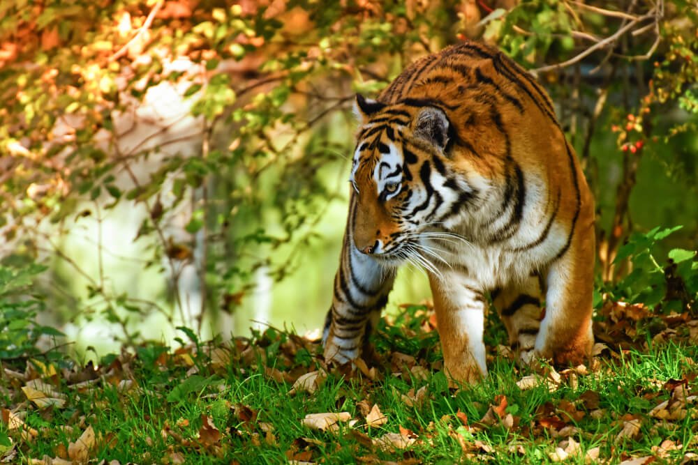 Central India Tiger Safari Tour