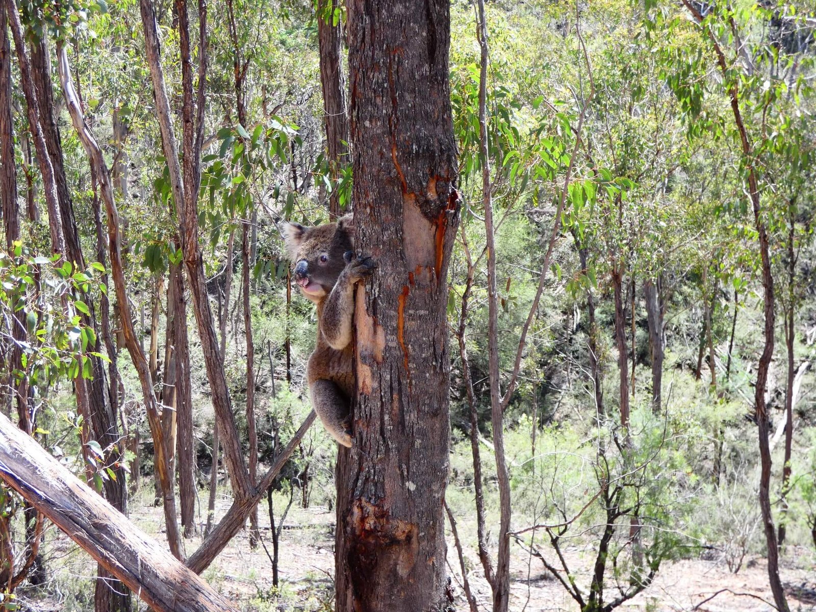 Maharashtra Wildlife Tour