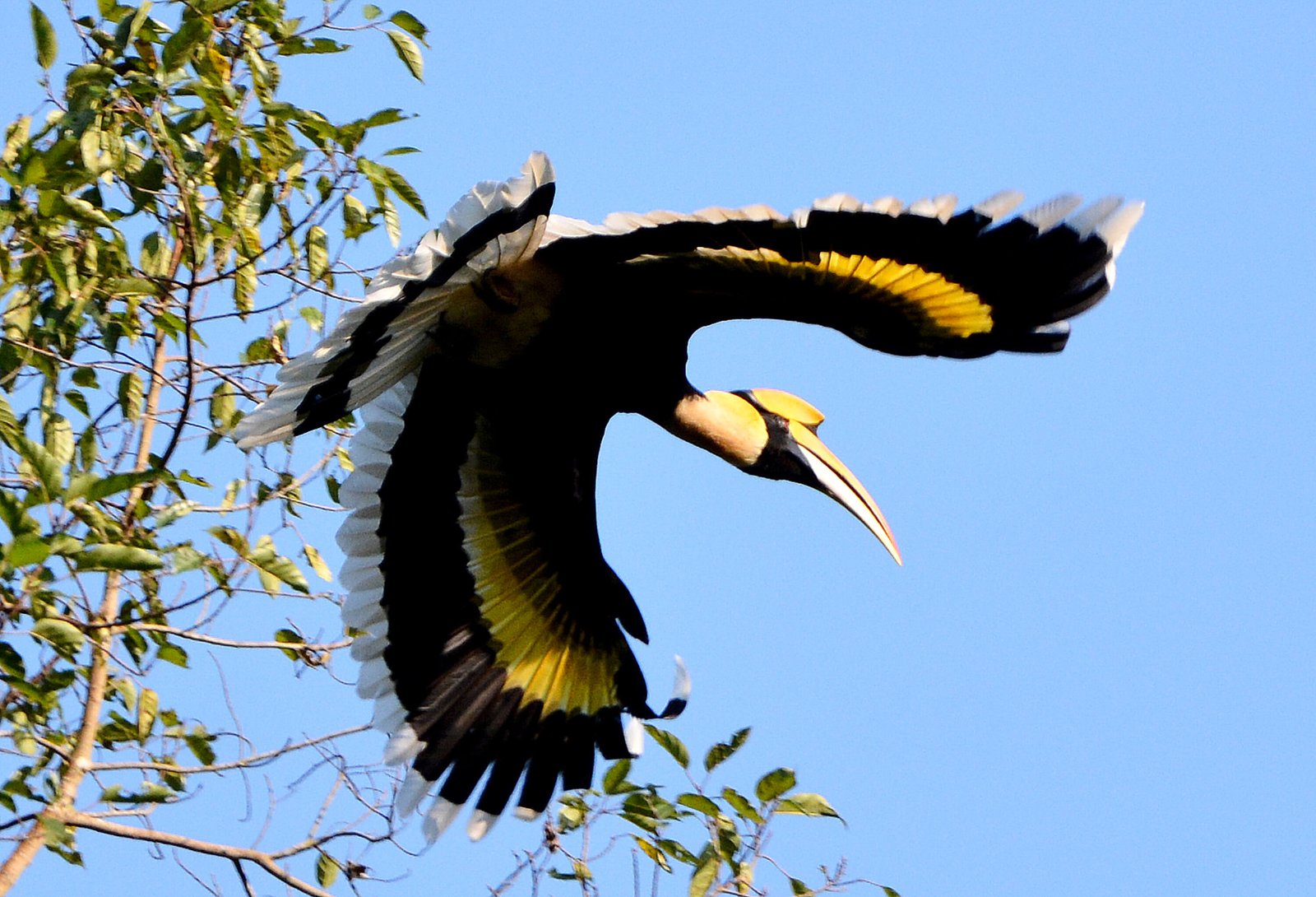 East India Wildlife Tour