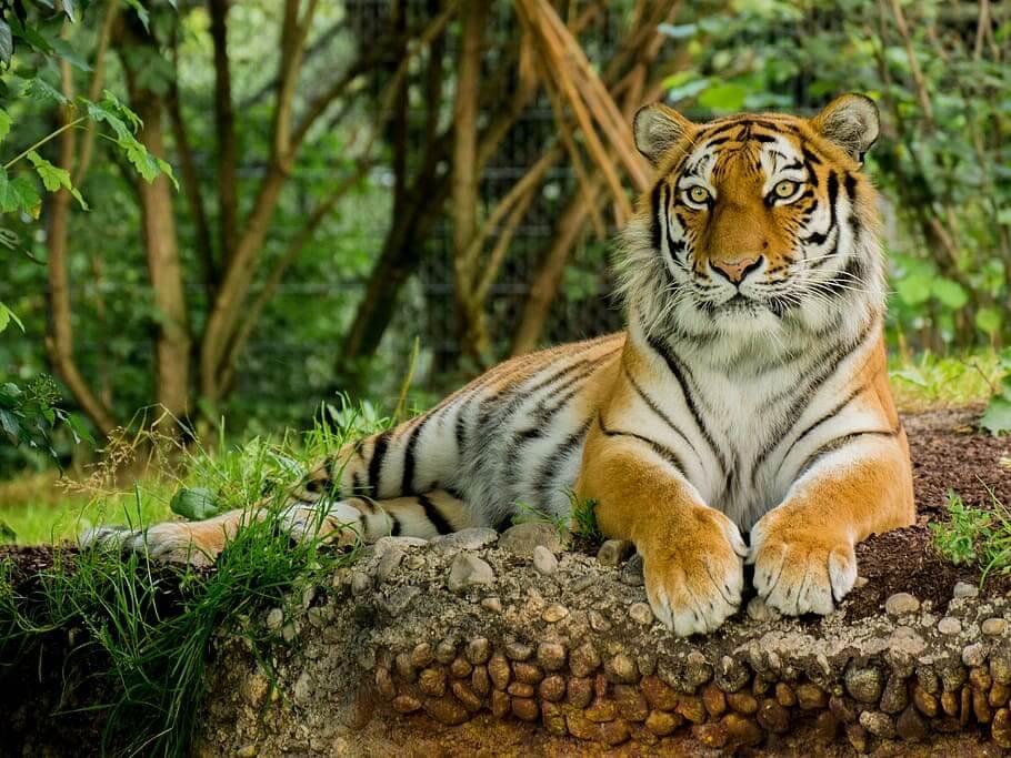 East India Wildlife Tour