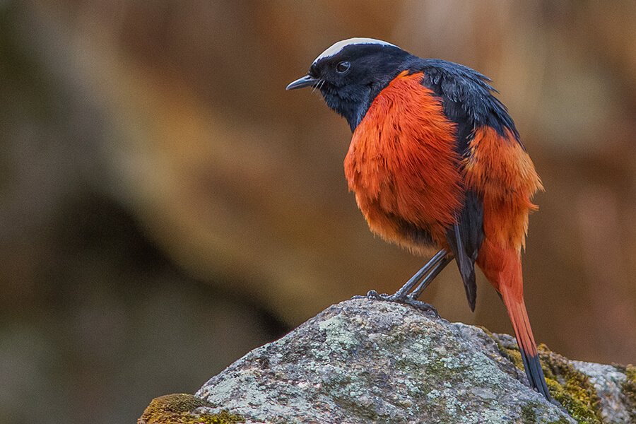 Lava & Neora Valley Birding Tour