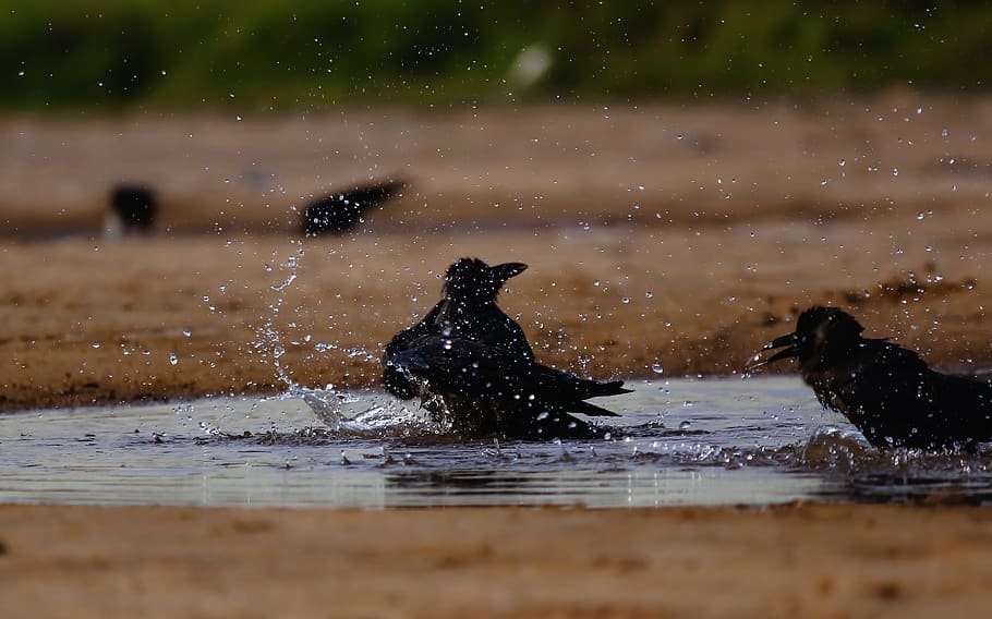 Lava & Neora Valley Birding Tour