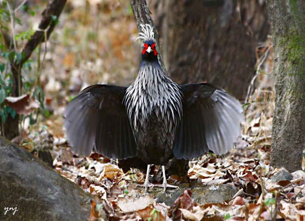 Uttarakhand Bird Watching Tour