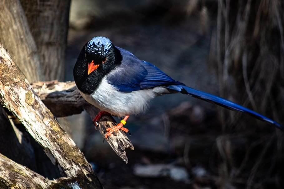 Uttarakhand Bird Watching Tour