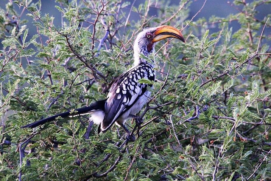 Himachal Bird Watching Tour