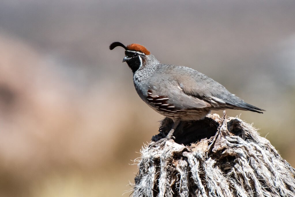 Western India Bird-Watching Tour