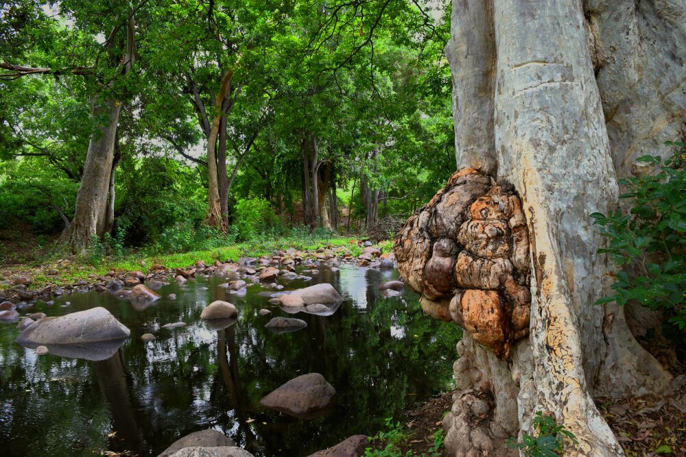 Western Ghats Bird-Watching Tour with Nilgiris