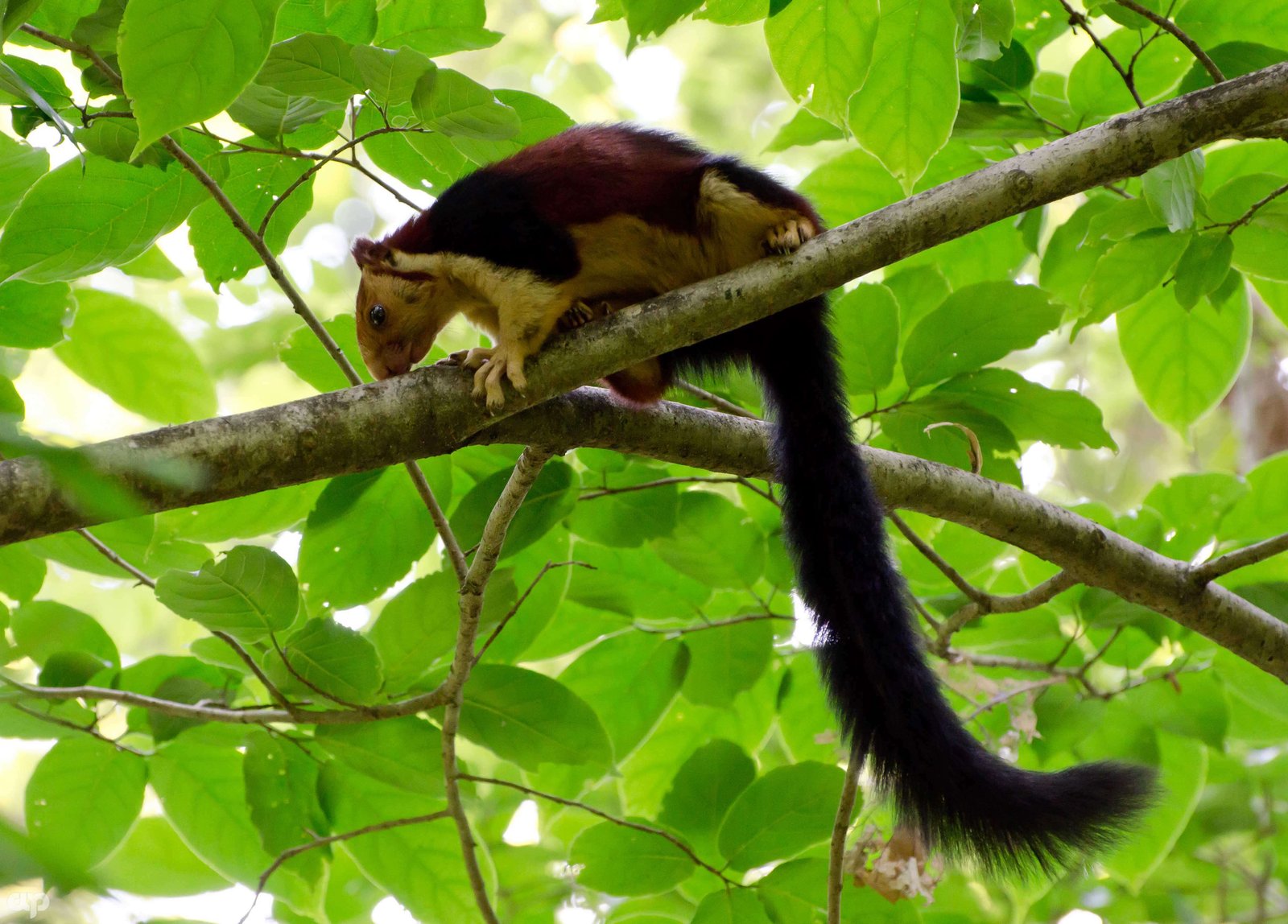 Western Ghats Bird-Watching Tour with Nilgiris