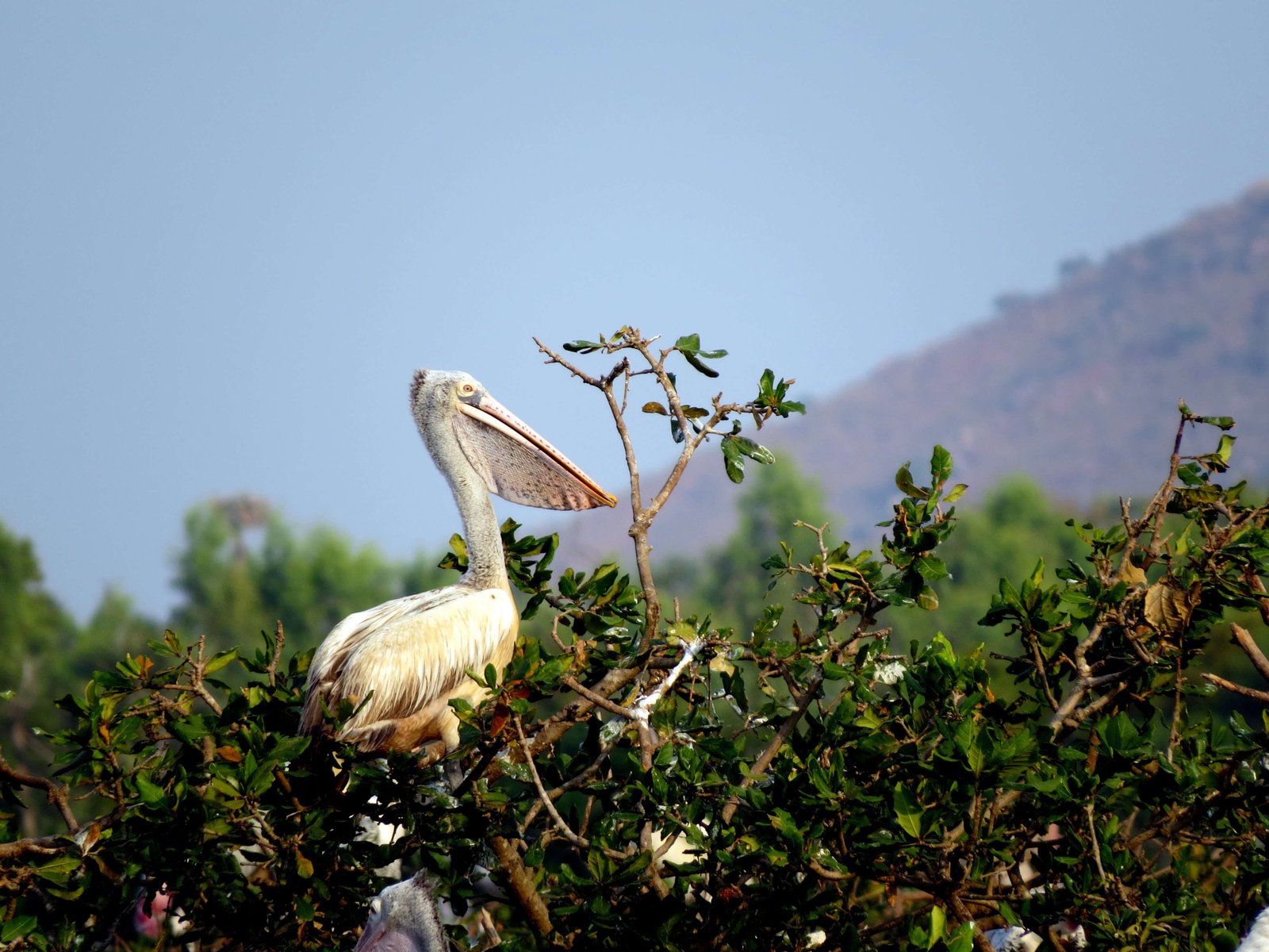Western Ghats Bird-Watching Tour with Nilgiris