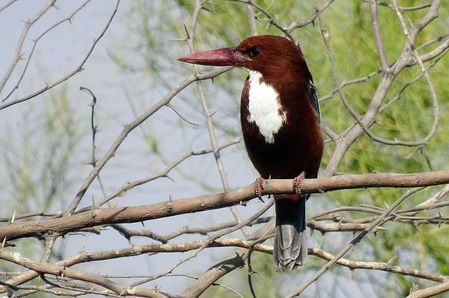 Western Ghats Bird-Watching Tour with Nilgiris