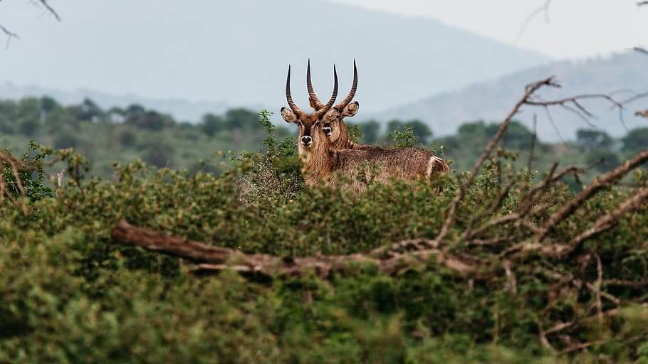 Dudhwa Wildlife Tour with Lucknow
