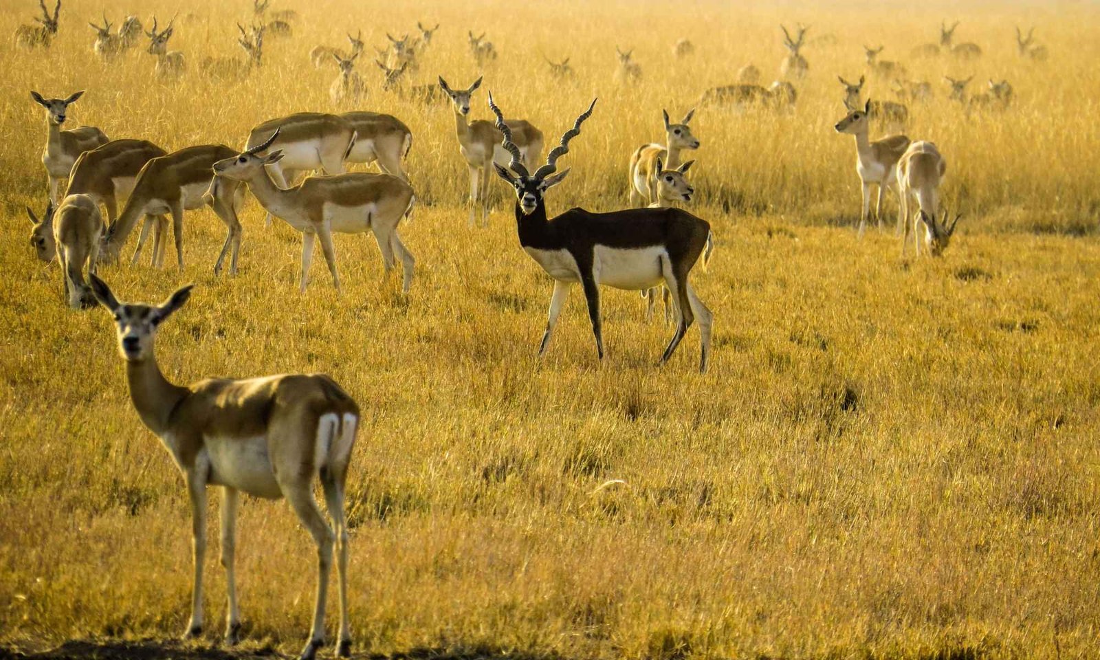 Gujarat Bird Watching and Wildlife Tour