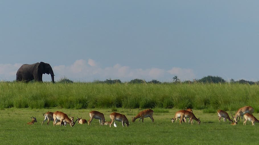 Gujarat Bird Watching and Wildlife Tour