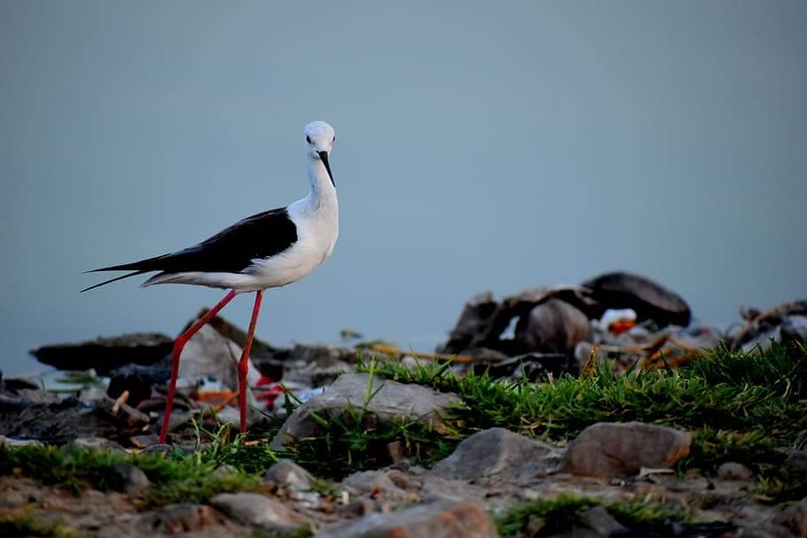 Pangot Kilbury Bird Watching Tour