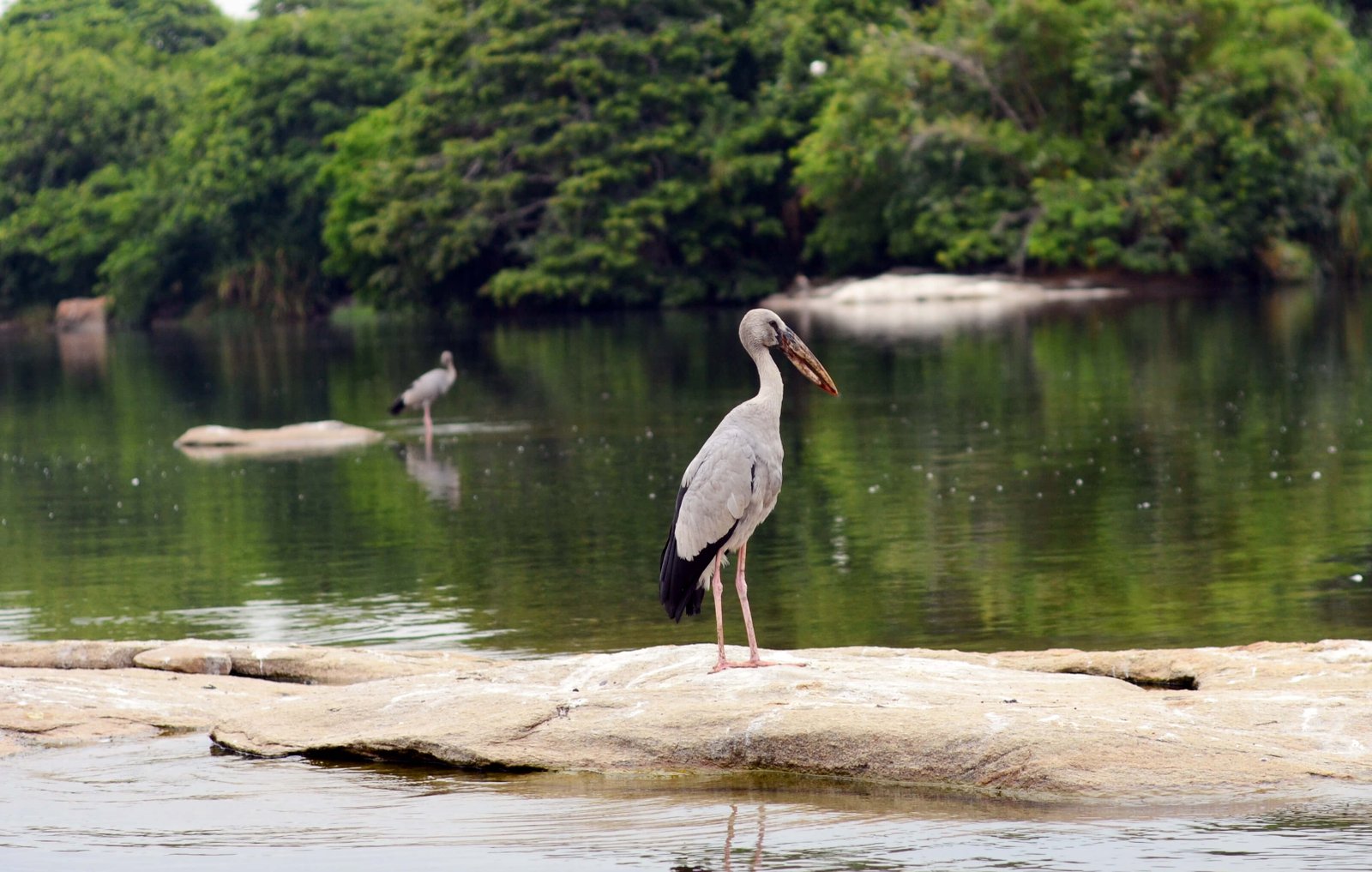 Leh Ladakh Bird Watching Tour