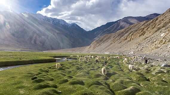 Leh Ladakh Bird Watching Tour