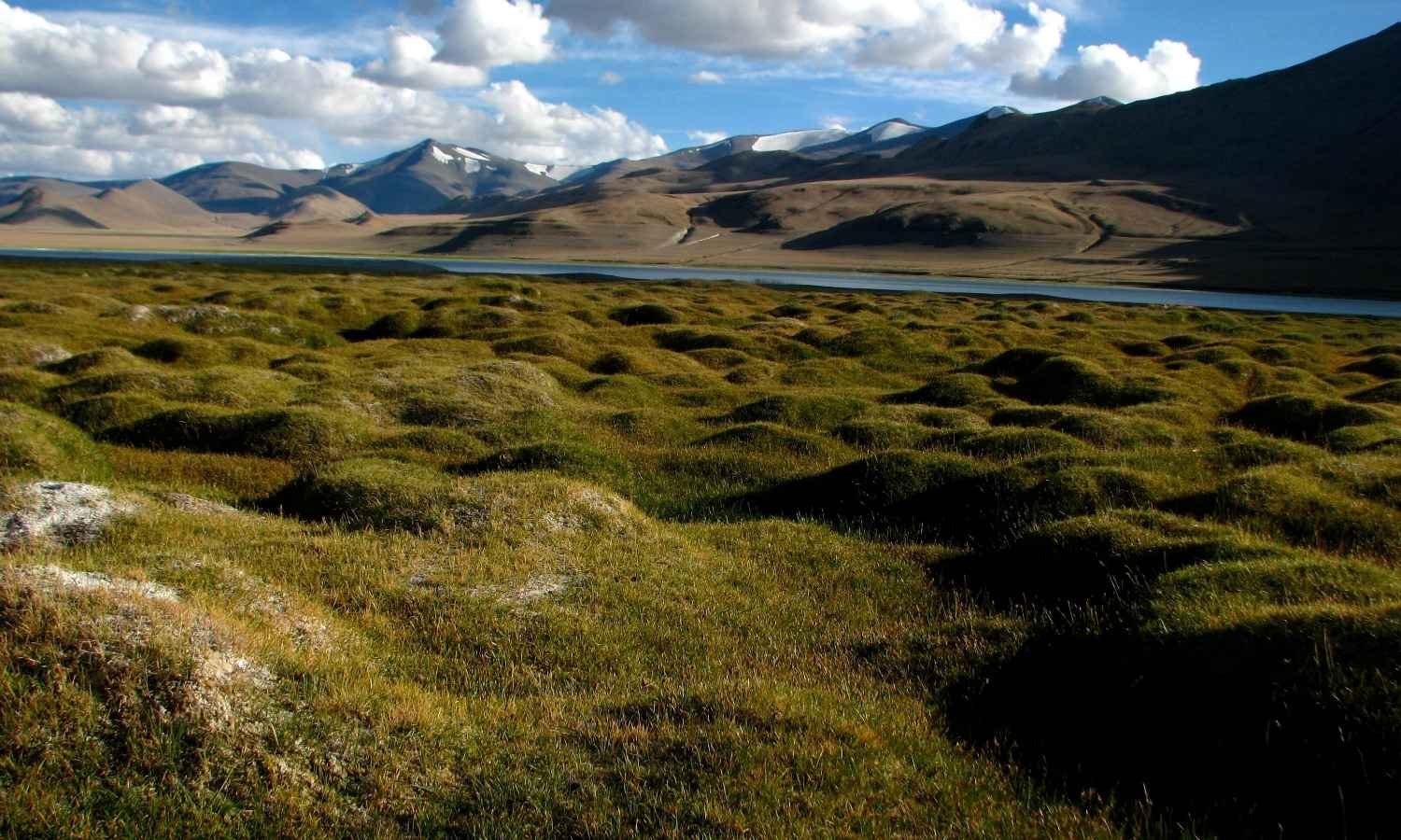 Leh Ladakh Bird Watching Tour