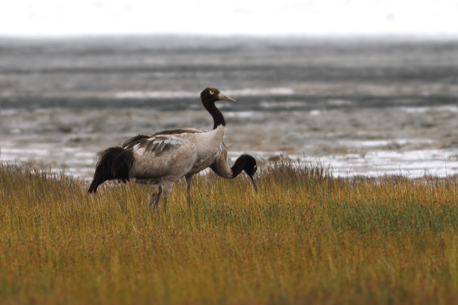 Ladakh Bird Watching Tour