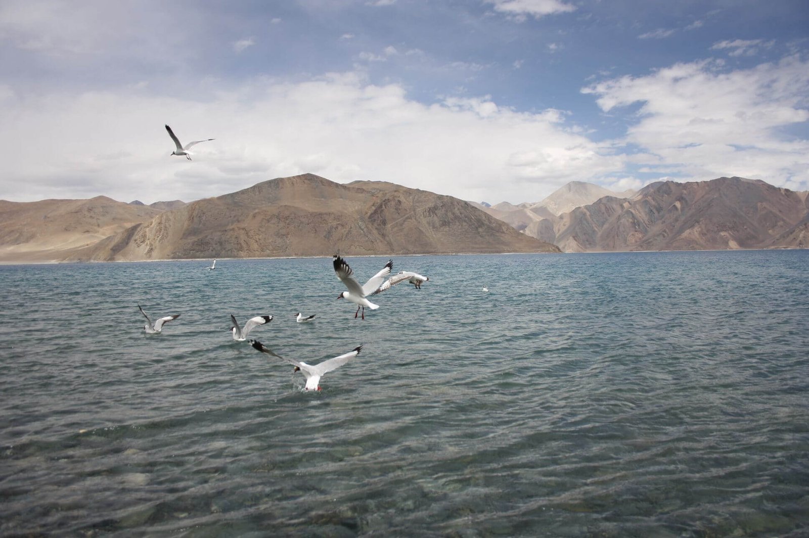 Ladakh Bird Watching Tour