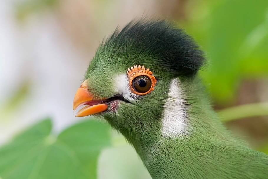 Black Panther Photography Tour