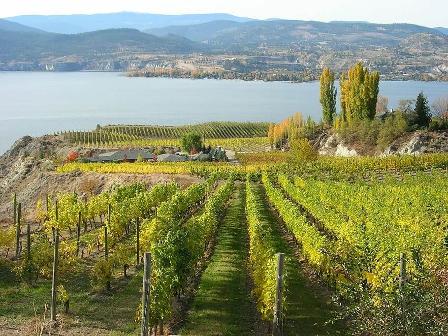 Western Ghats Bird Watching Tour