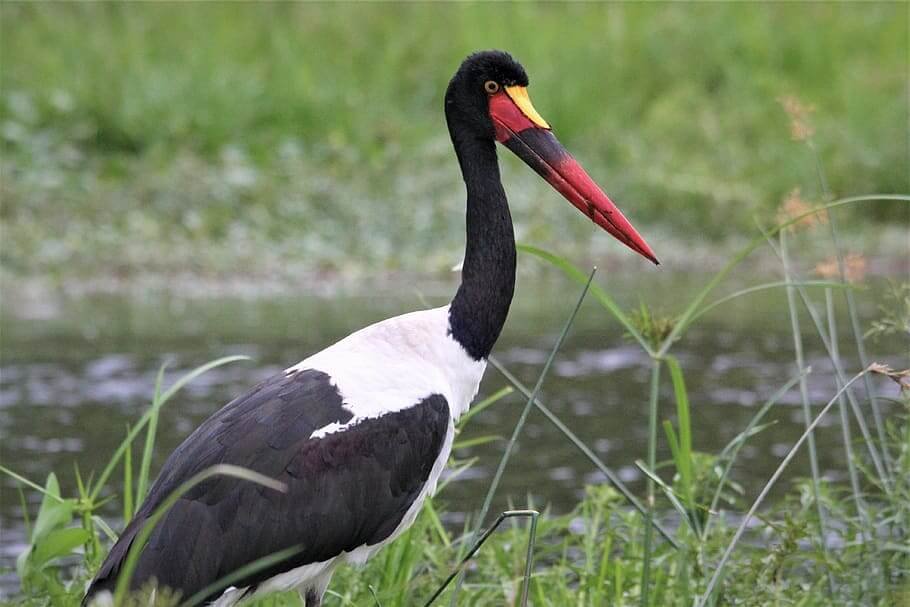 Western Ghats Bird Watching Tour