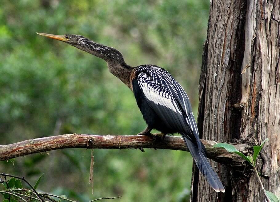 Western Ghats Bird Watching Tour