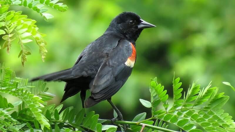 Western Ghats Bird Watching Tour