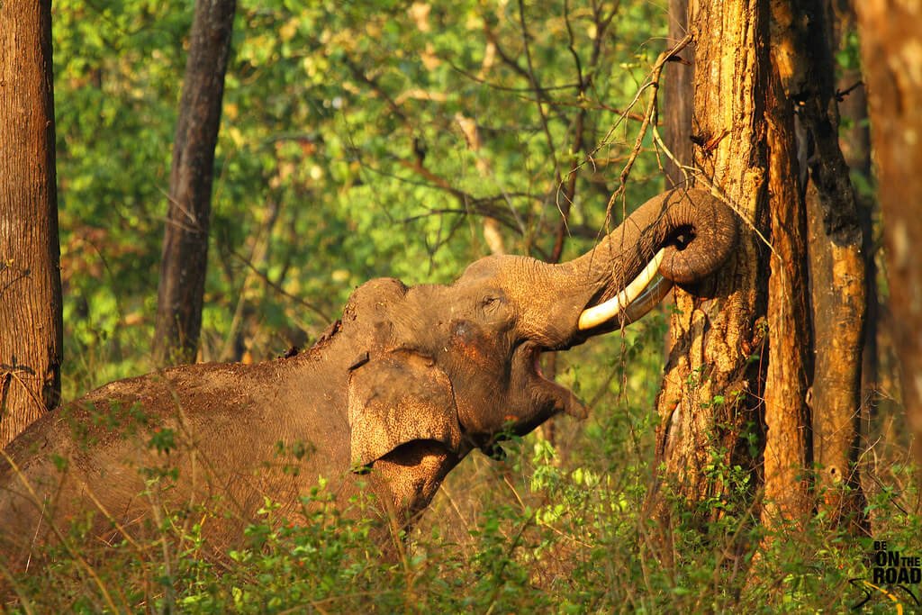 South India Wildlife Tour