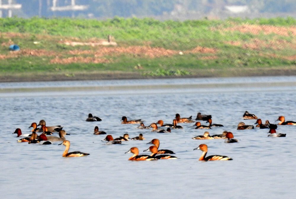 Assam Birding Tour