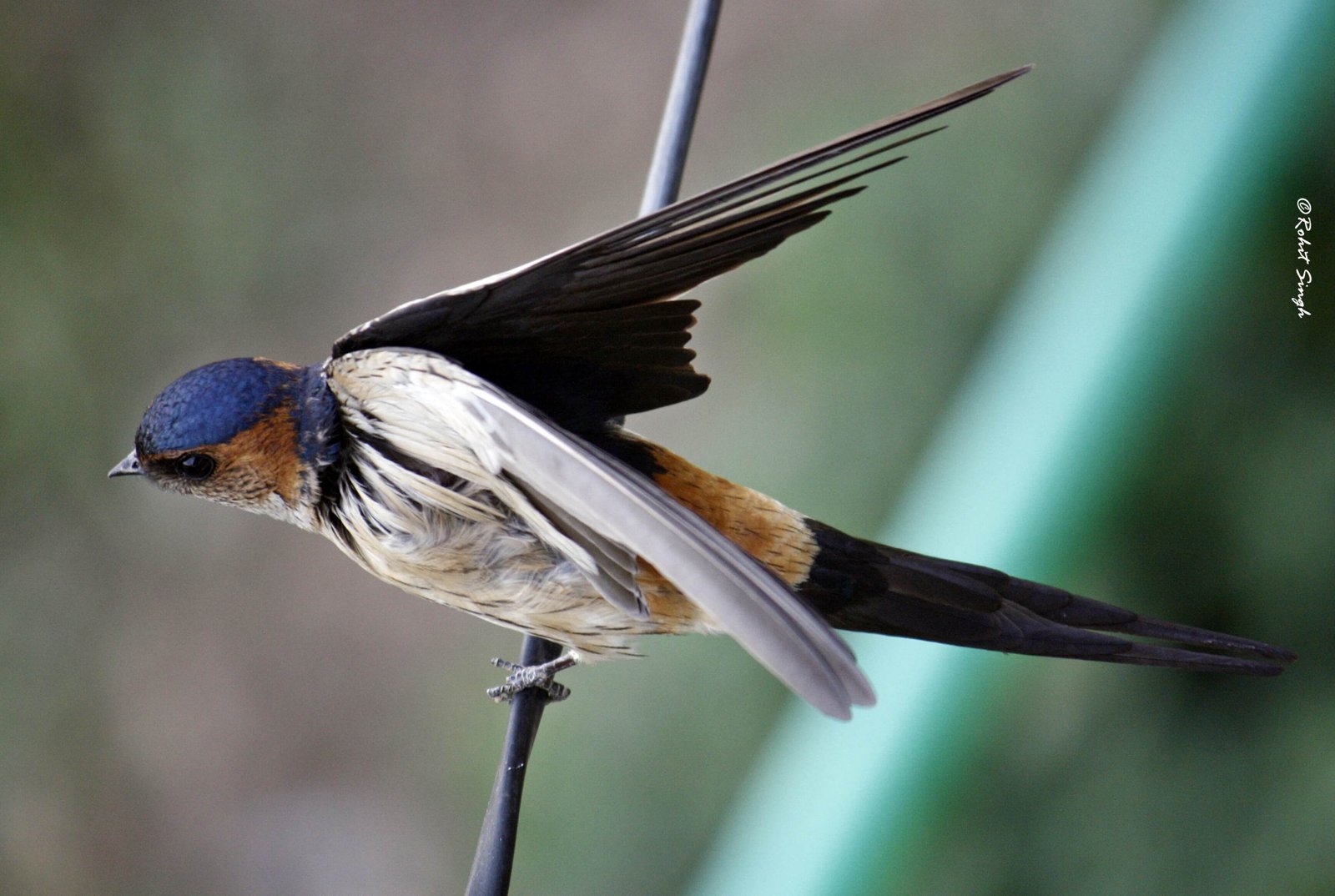 Himalayan Wildlife Safari Tour