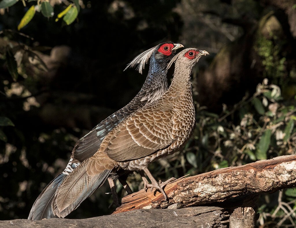 Himalayan Wildlife Safari Tour