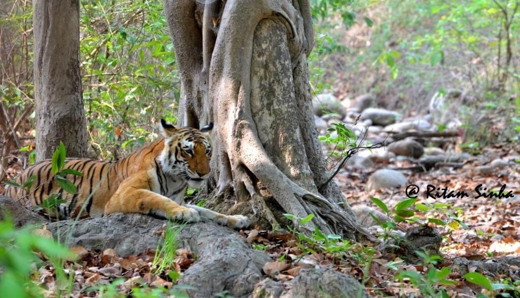 Himalayan Wildlife Safari Tour