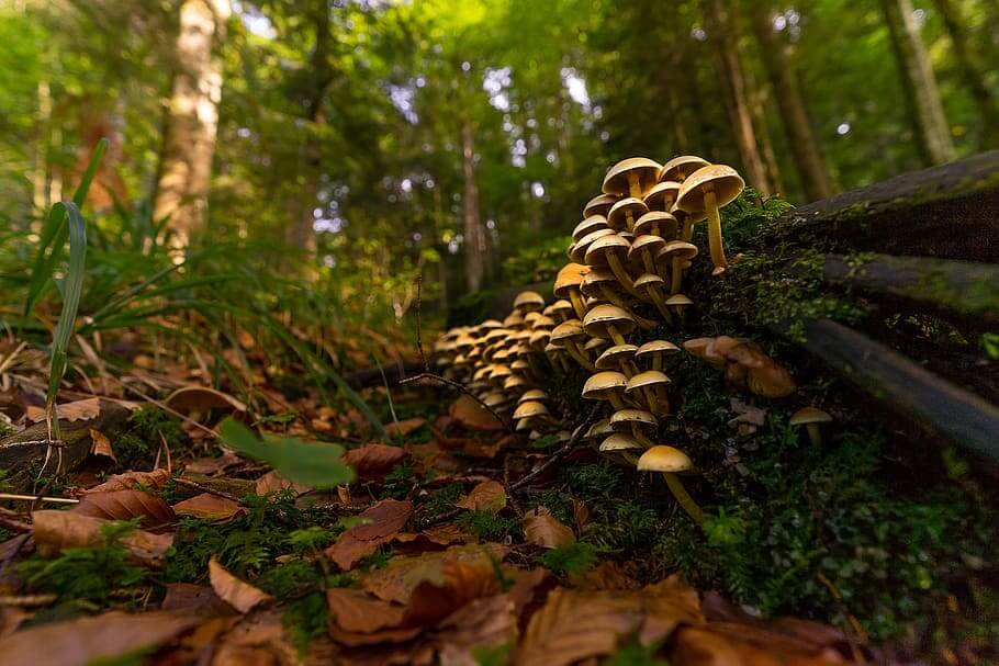 Wildlife Tour for India Nepal