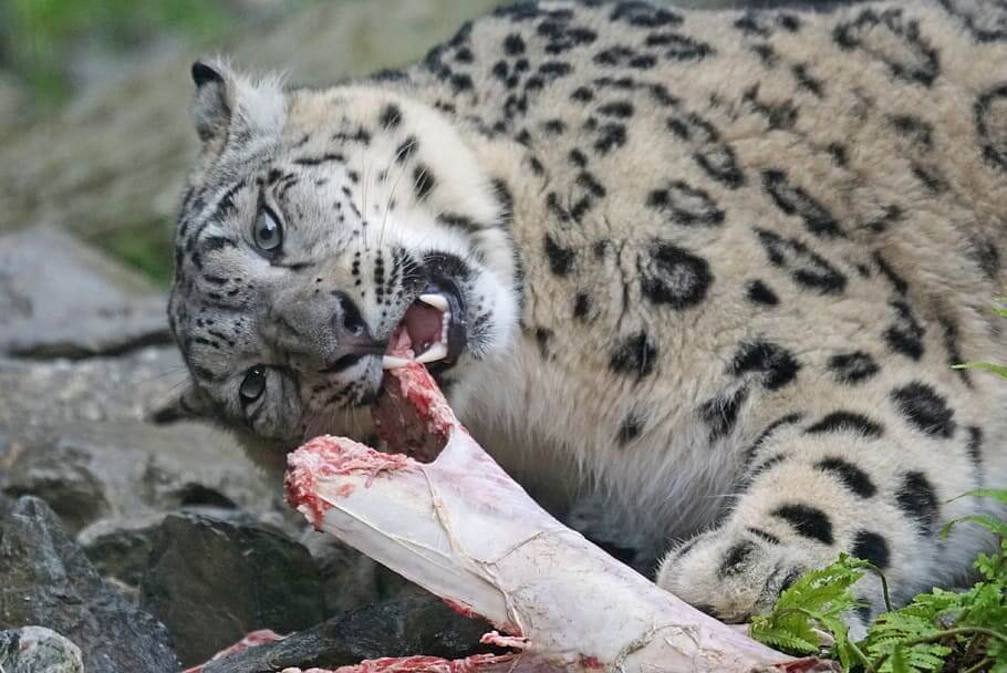 Snow Leopard Sighting Tour