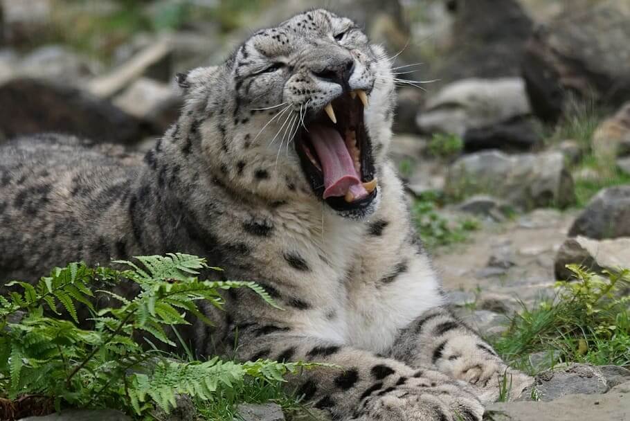 Snow Leopard Sighting Tour