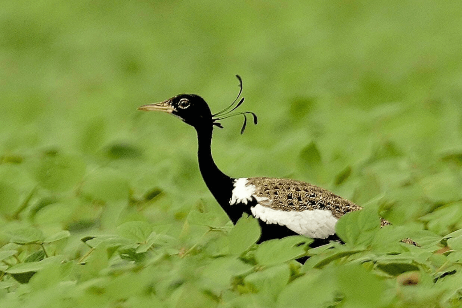 Lesser Florican Bird Watching Tour