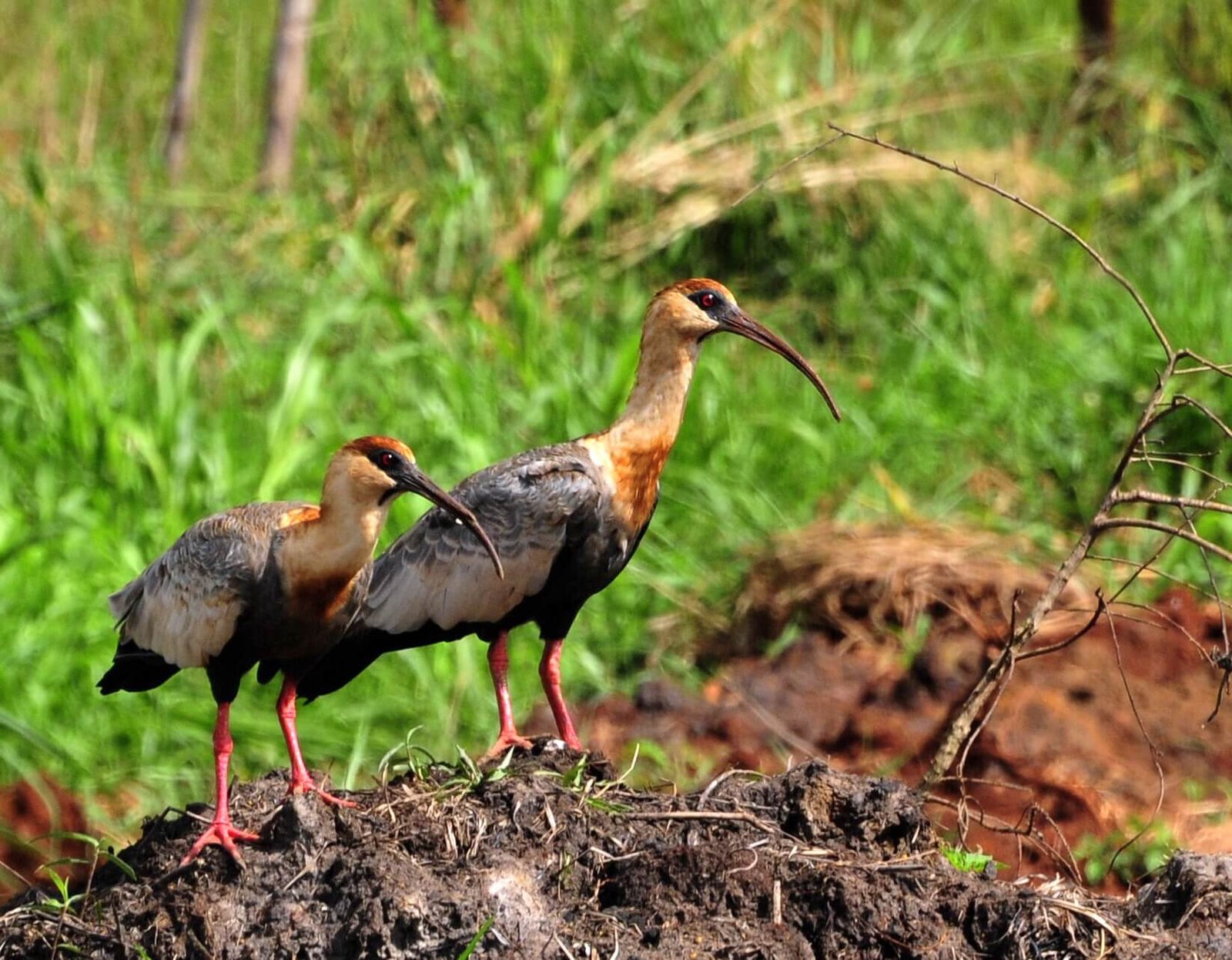 Lesser Florican Bird Watching Tour
