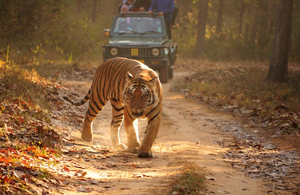 Satpura and Pench Wildlife Tour