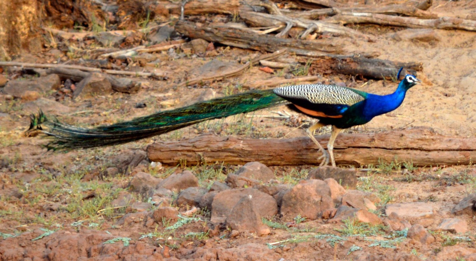 Satpura and Pench Wildlife Tour