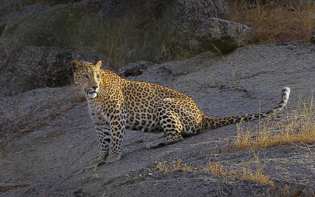Big Cats of India Wildlife Tour