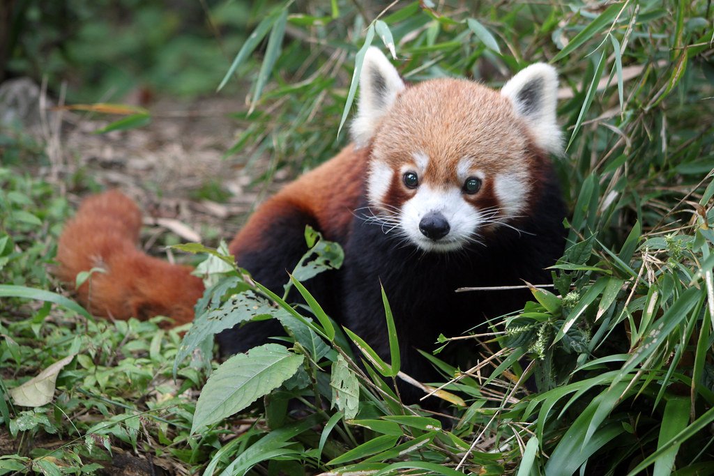 Himachal family tour