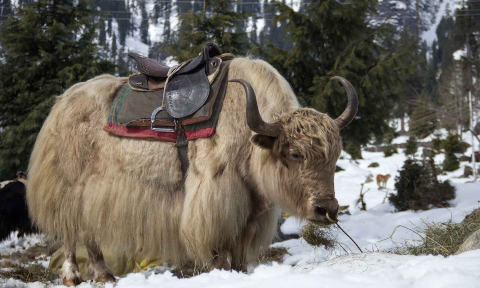 Himachal tour packages from Mumbai