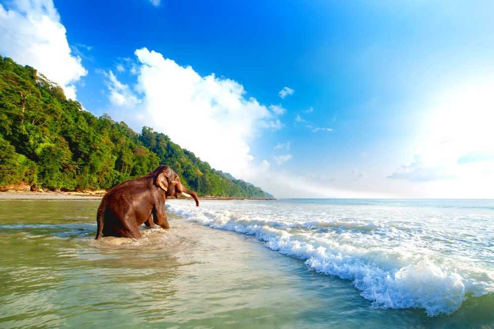 Cheap Andaman tour package