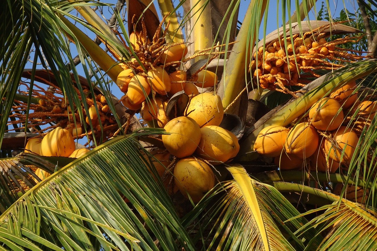 Andaman group tour packages