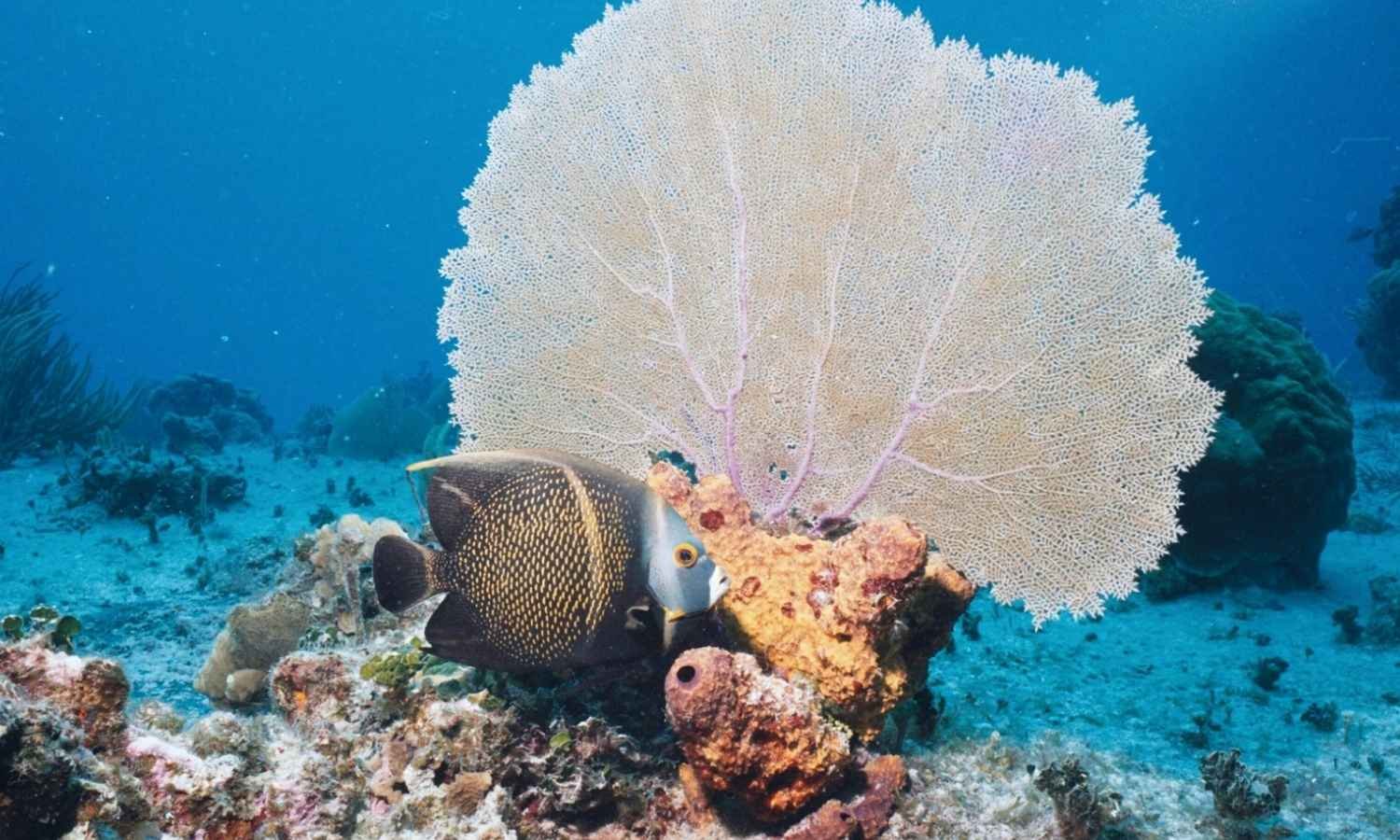 Andaman packages from Mumbai