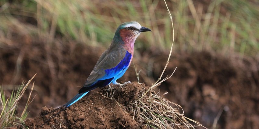 Assam tour package from Guwahati